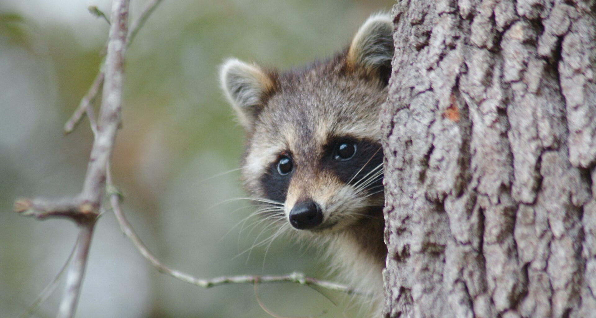 Vermont and Quebec ramp up rabies vaccination efforts with cases rising among wildlife