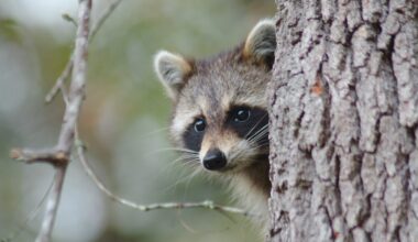 Vermont and Quebec ramp up rabies vaccination efforts with cases rising among wildlife