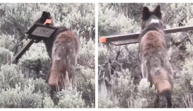 Cowboy State Daily logo