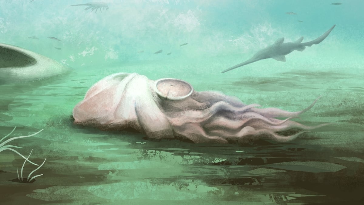 World's Oldest Known 'Octopus' Turns Out to Be An Entirely Different Animal : ScienceAlert