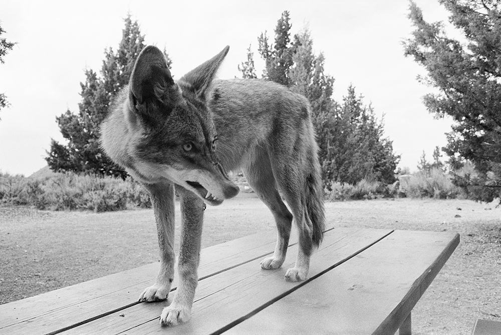 XLMP010 Coyote at the Park, 1976, Mimi Plumb photo