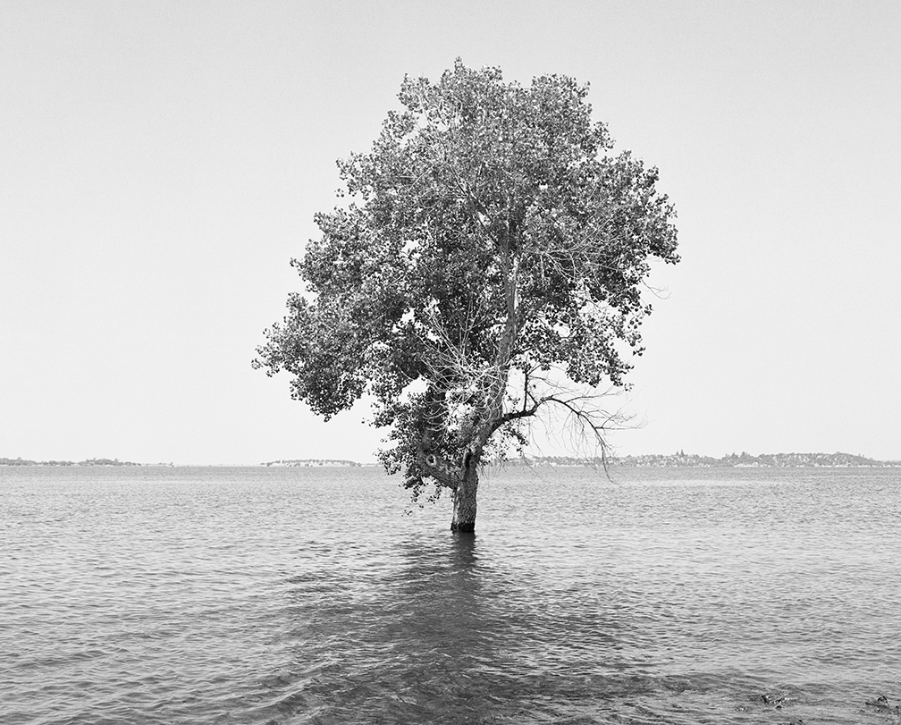 XLMP074 Tree I, 2021-2025, Mimi Plumb photo