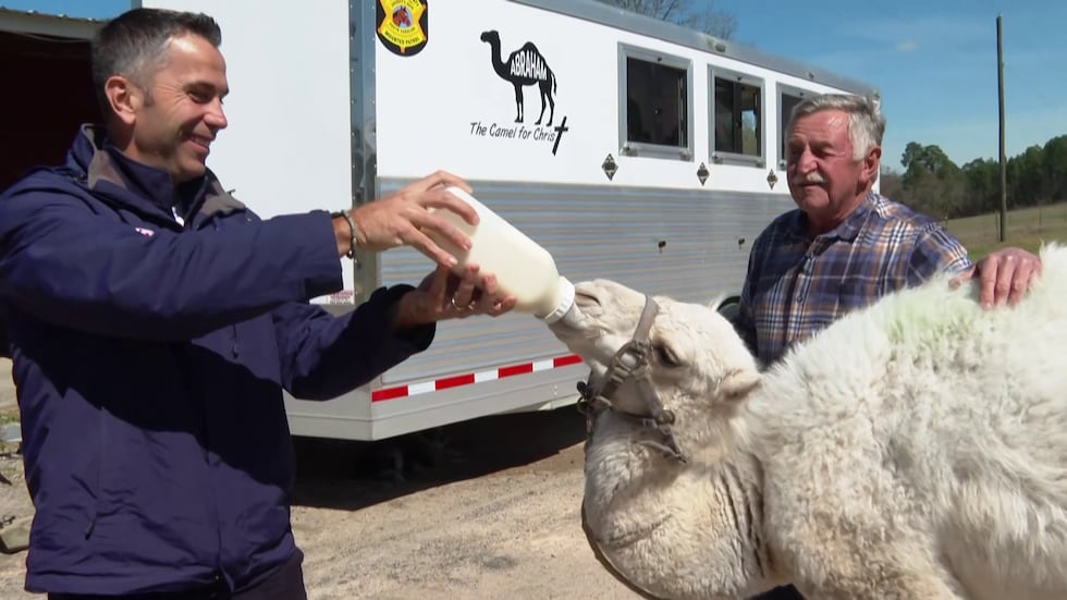 WIS's Greg Adaline takes the chance to feed Abraham 2.0 a bottle full of milk.