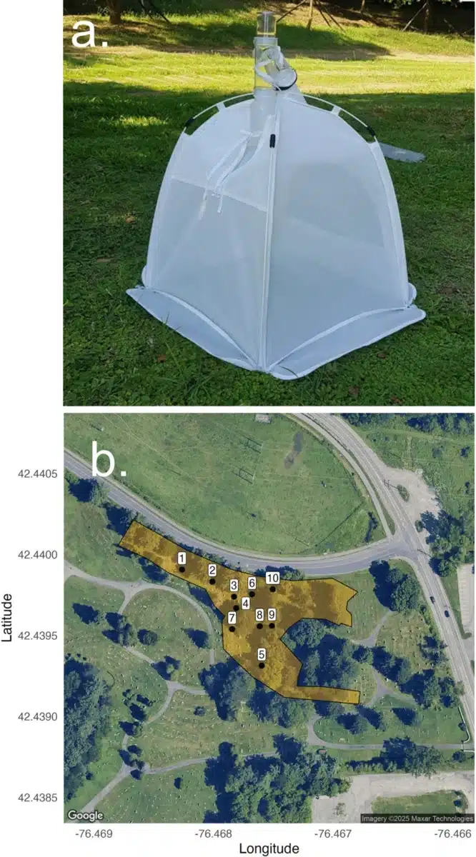 (a) Emergence Trap Used To Capture Ground Nesting Bees. (b) Map Of The Surveyed Area In East Lawn Cemetery Showing Sampling Locations.