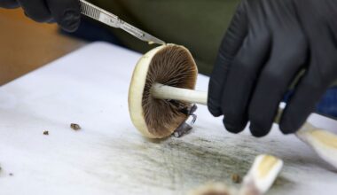 FDA plans ultra-fast review of three psychedelic drugs following Trump directive :: WRAL.com