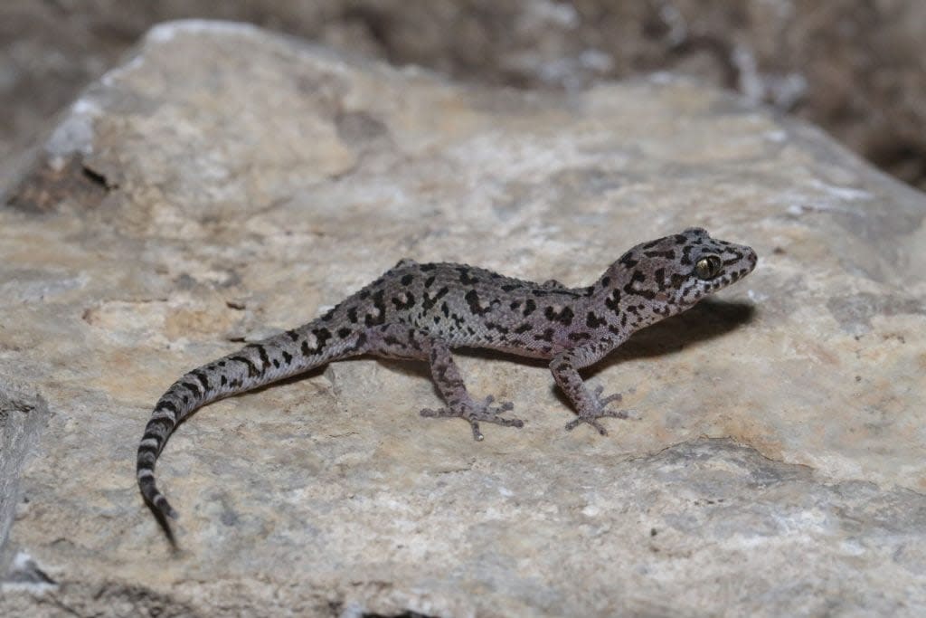 the Battambang leaf-toed gecko –Dixonius noctivagus