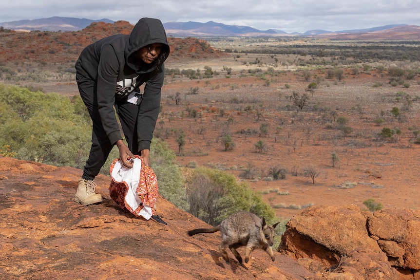 A man holding a bag out of which a small warru black footed rock wallaby has jumped out of