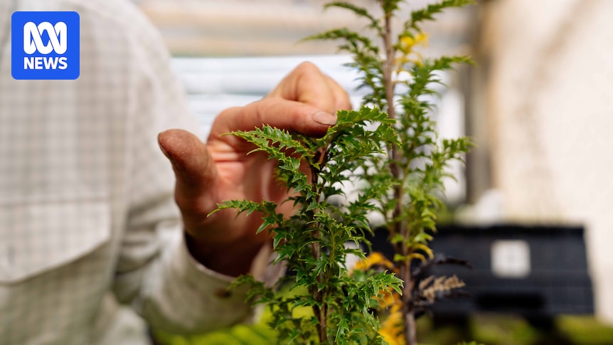 Ancient, critically endangered 'sterile' plant King's lomatia found for second time in Tasmanian wilderness