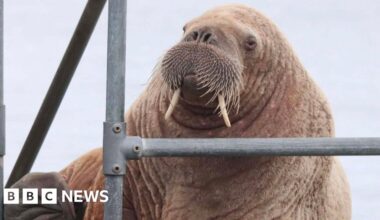 Injured walrus makes a surprise visit to Orkney pier - BBC