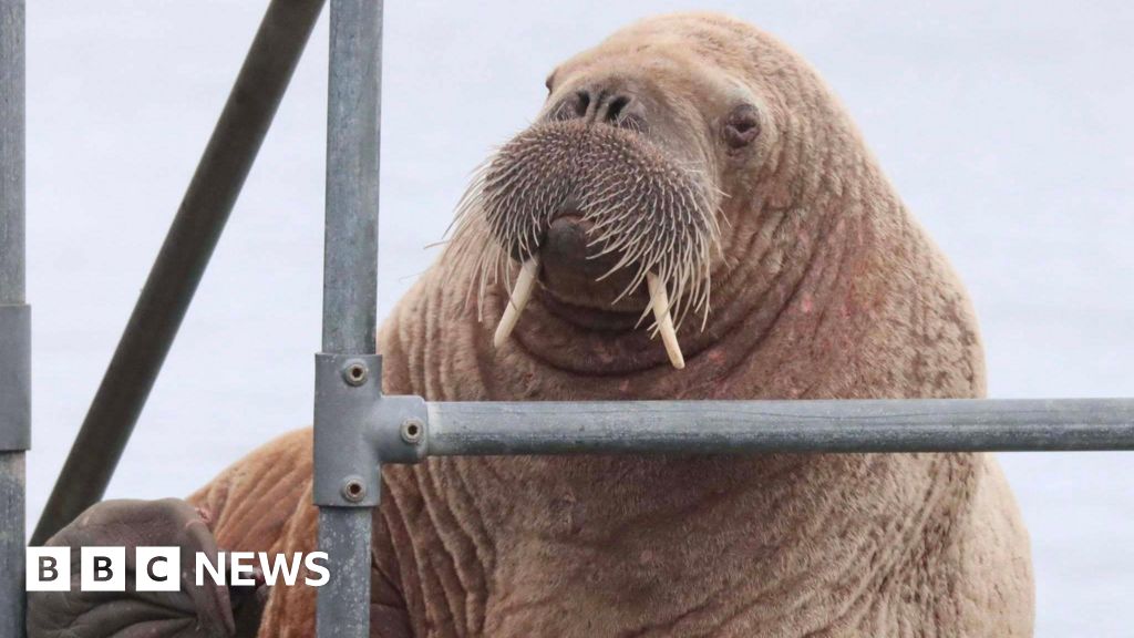 Injured walrus makes a surprise visit to Orkney pier - BBC