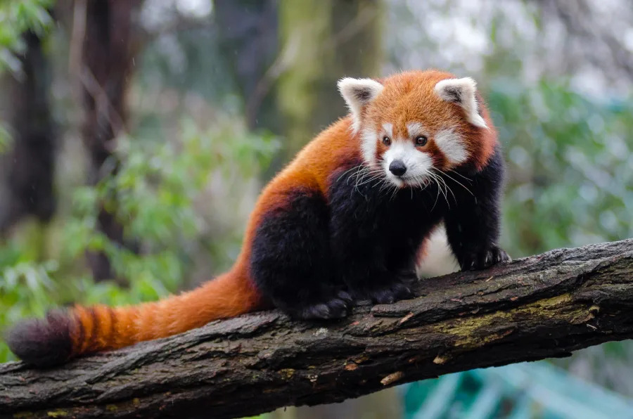 A red panda with reddish-brown fur, a bushy striped tail, and white markings on its face stands on a tree branch in a forested area.