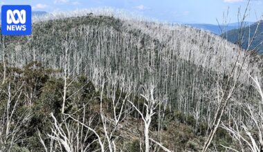 Stronger environmental protection granted for alpine ash forests but concerns remain