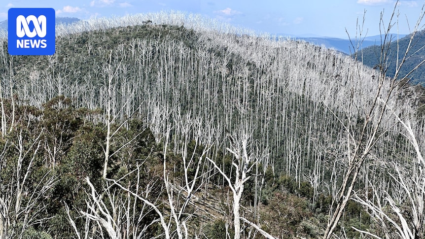 Stronger environmental protection granted for alpine ash forests but concerns remain
