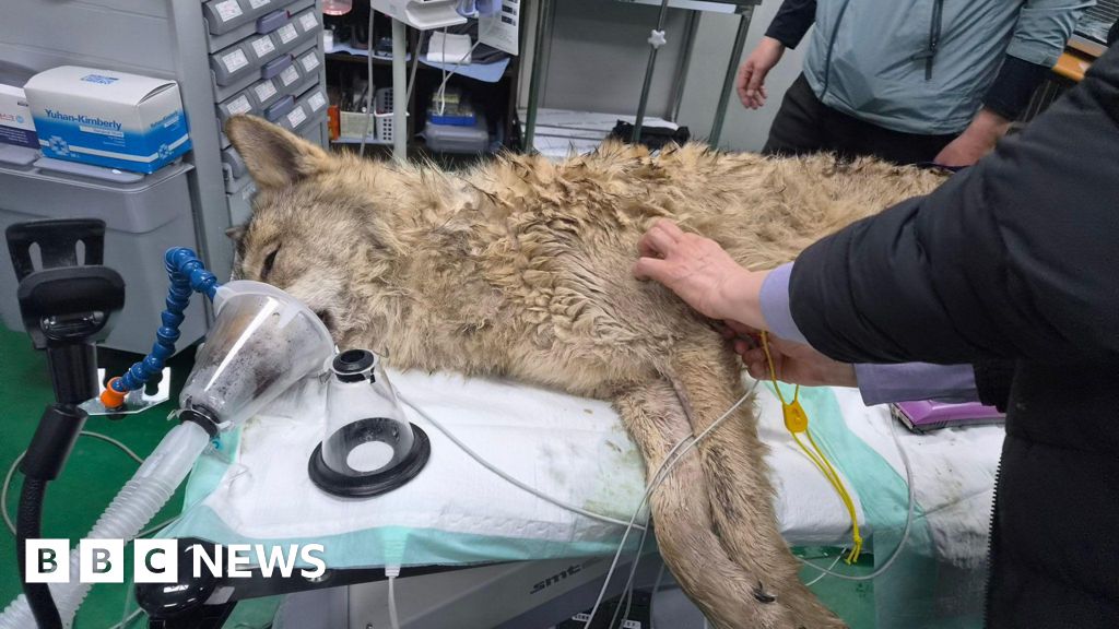 Neukgu: South Korea's runaway wolf finally captured after nine-day search - BBC