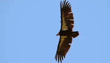 SAD NEWS: It Looks Like the North Coast's First Wild-Laid Condor Egg in Decades is a Flop | Lost Coast Outpost