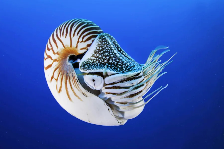 A nautilus with a spiral, striped shell and long tentacles swims underwater against a deep blue background.