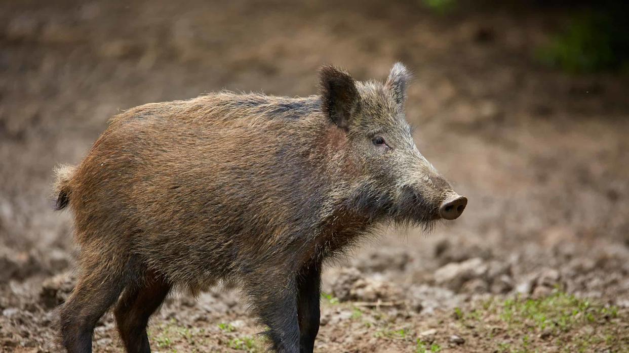 <p class="copyright">©Slatan/Shutterstock.com</p>