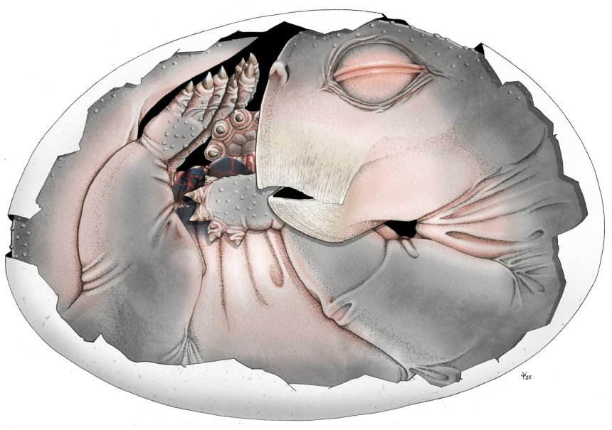 An artist's impression of what the embryo would have looked like curled up inside the egg