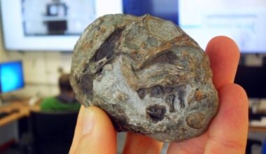 This 250-million-year-old fossil proves mammal ancestors laid eggs