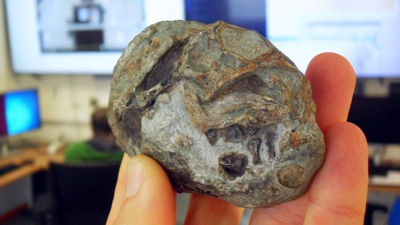 This 250-million-year-old fossil proves mammal ancestors laid eggs