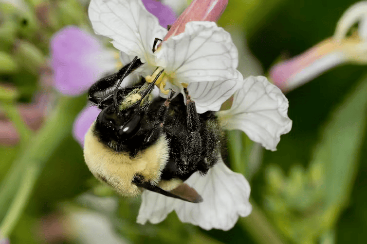 andony bumble bee