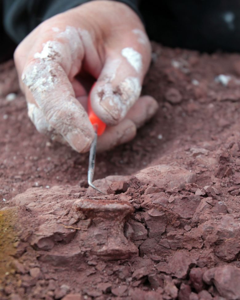A paleontologist unearths a Dimetrodon neck vertebra during an expedition in Texas in 2010.