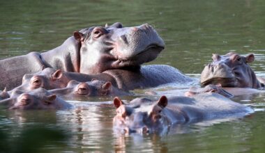 Colombia to euthanize dozens of "cocaine hippos" linked to drug lord Pablo Escobar in bid to control population