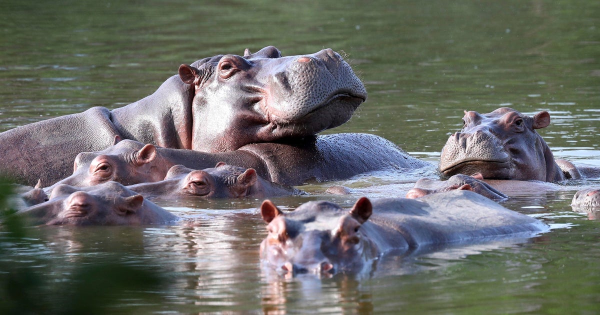 Colombia to euthanize dozens of "cocaine hippos" linked to drug lord Pablo Escobar in bid to control population