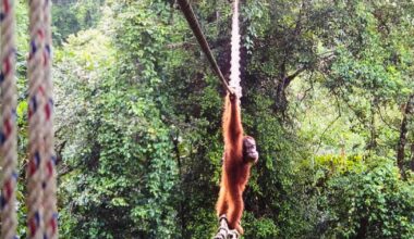 Endangered orangutan filmed using canopy bridge to cross public road in Indonesia: "A world first"