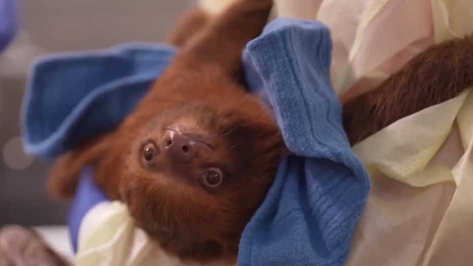 13 surviving sloths from Sloth World delivered to Central Florida Zoo in Sanford