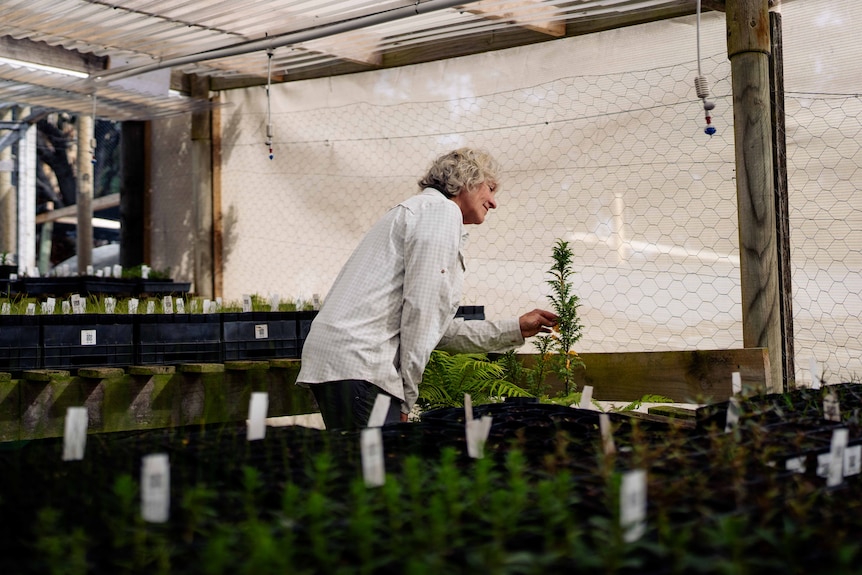 Woman looks at a small plant in a nursery