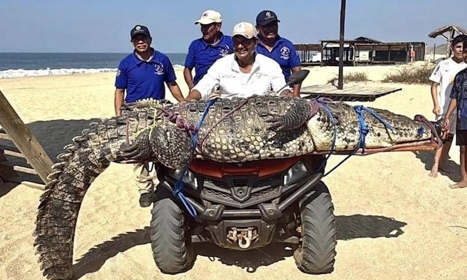 Giant crocodile after its capture.