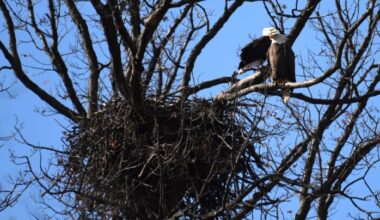Mated pair of bald eagles in DC is expecting again