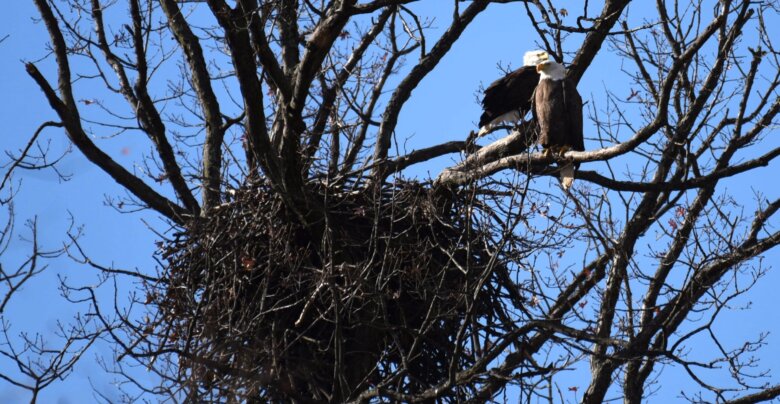 Mated pair of bald eagles in DC is expecting again