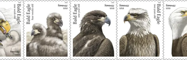 USPS To Release Stamps Honoring National Bird - Newsroom