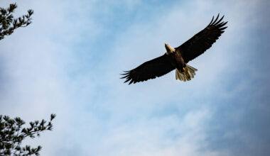 Bald eagle population soars in the region