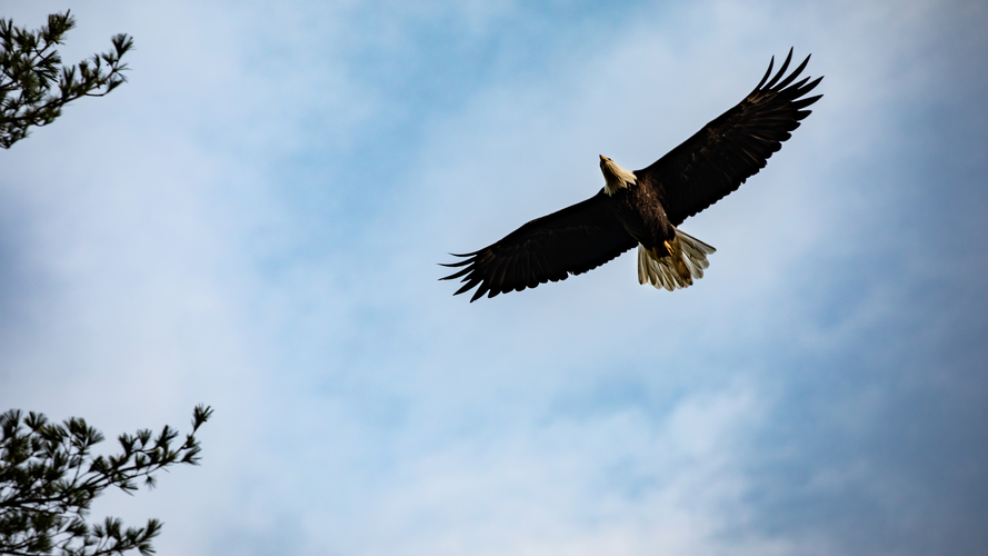 Bald eagle population soars in the region