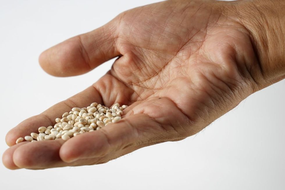 BARLEY IN PALM