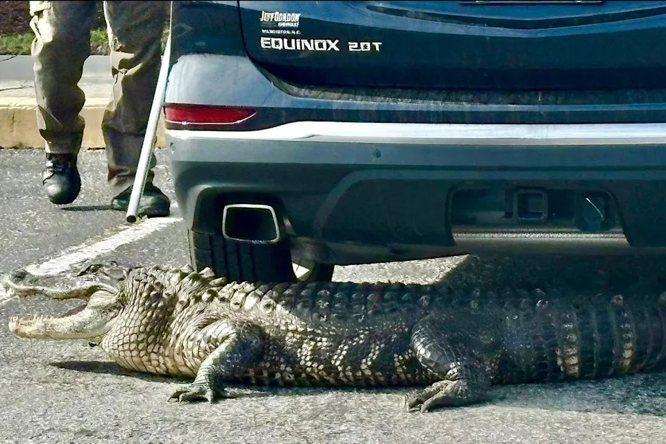 An alligator lying partially under the rear of an SUV in a parking lot with a person holding a pole nearbyCredit: Southport Police Department/Facebook