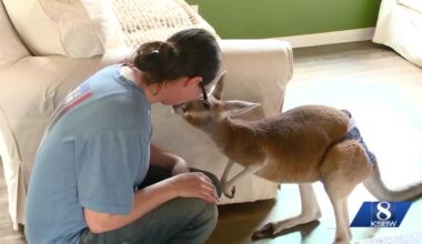 Wisconsin kangaroo found after going missing