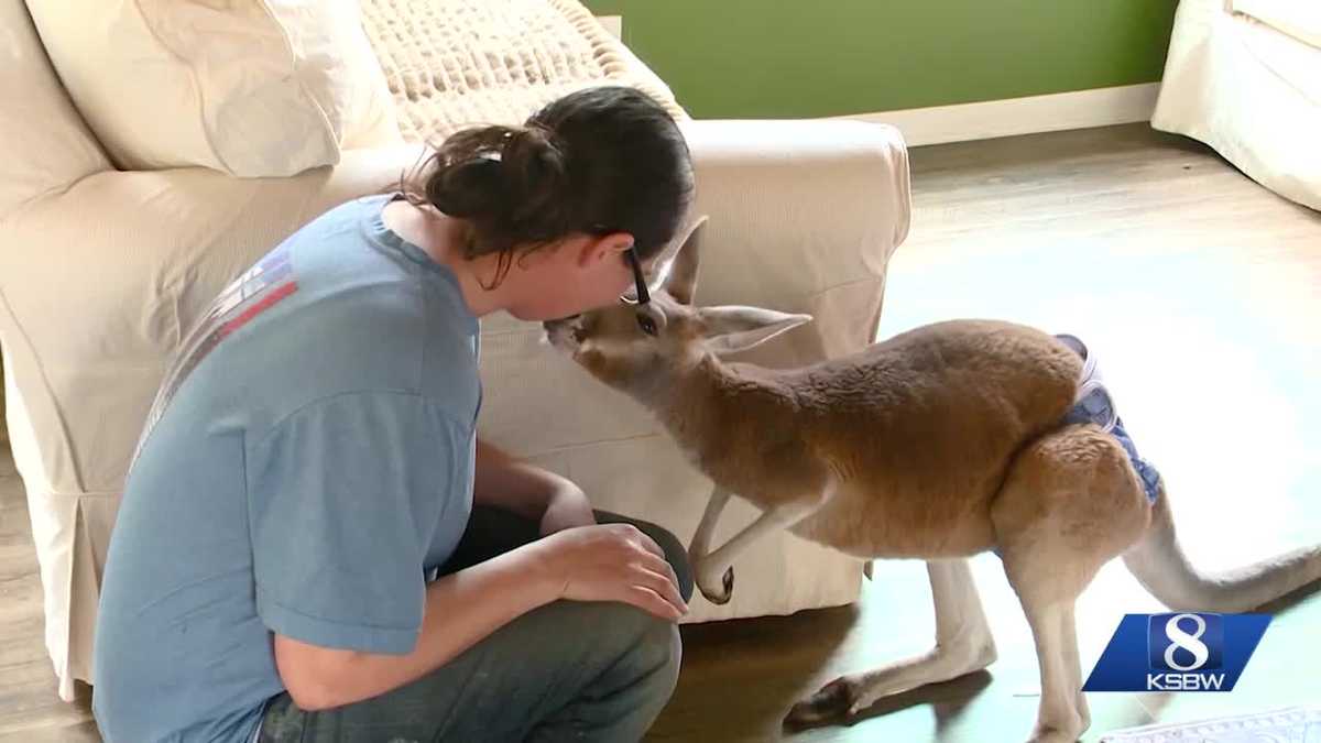 Wisconsin kangaroo found after going missing