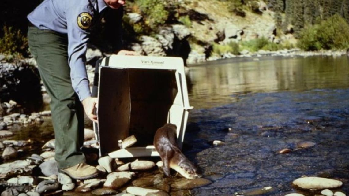 Colorado seeks public help to track river otters