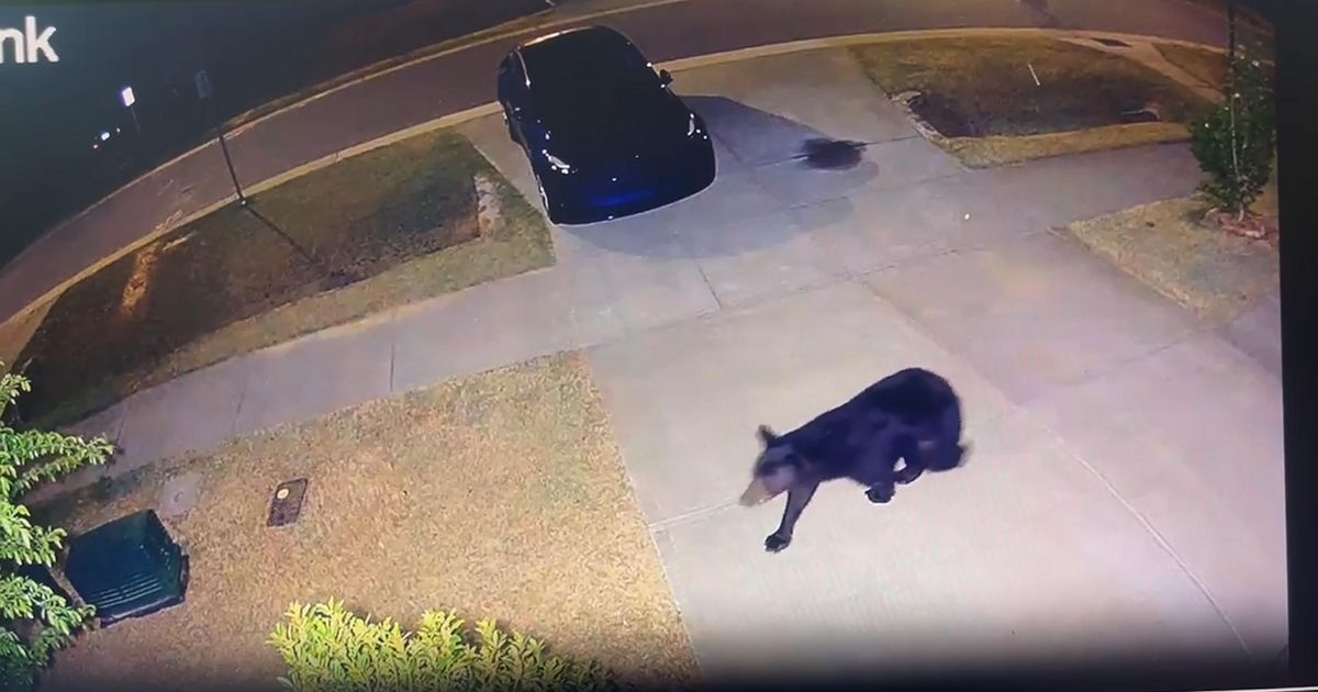Black bear spotted in Durham :: WRAL.com