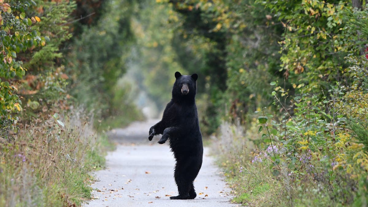 A black bear standing on its hind legs on a hiking trail looking at the photographer
