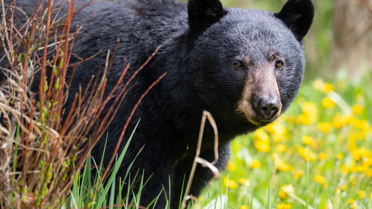 Black bear standing in a natural outdoor setting