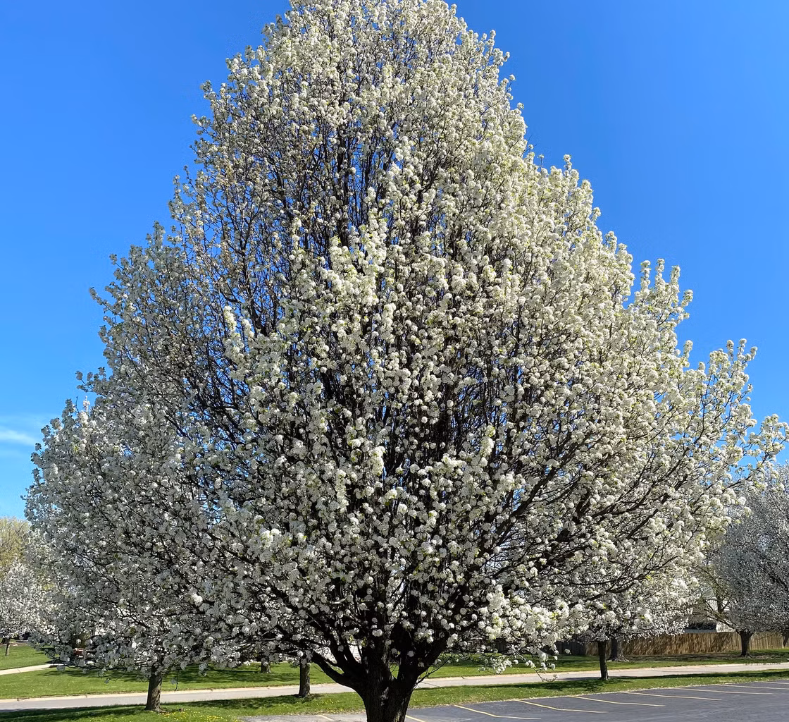 Indiana moves to ban Callery pear trees to protect local ecosystems