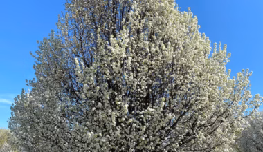 Indiana moves to ban Callery pear trees to protect local ecosystems