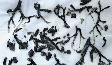 Black Gunk Found in Man's Lungs Exposes an Even Darker Side of Wildfire Smoke