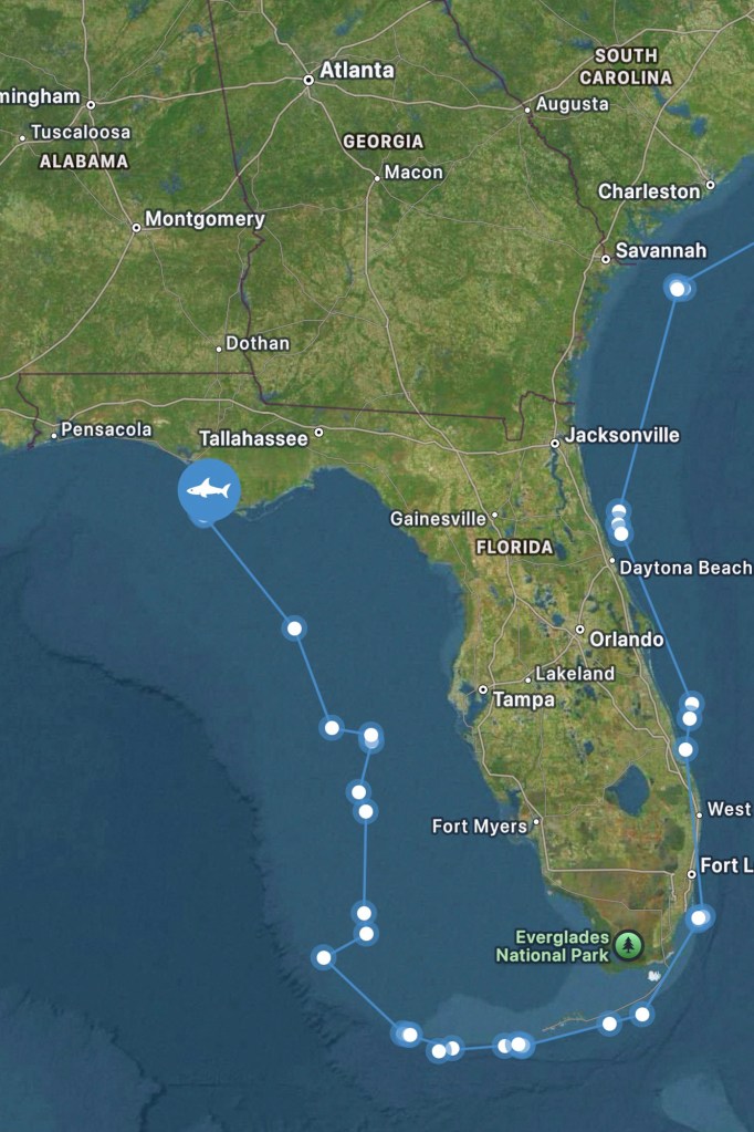 Map showing the migration path of a juvenile white shark named Brookes along the Florida Panhandle.