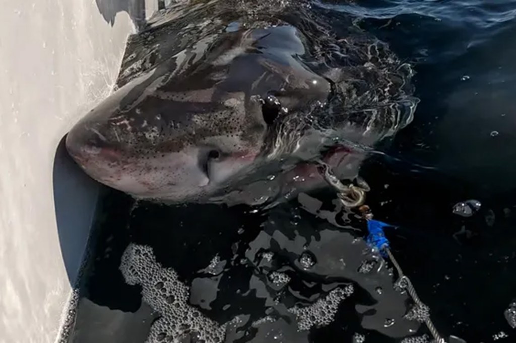 Brookes, a young great white shark, being tagged in Mahone Bay.